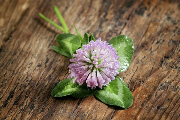 Trèfle violet fleur, trèfle aux pétales — Photo