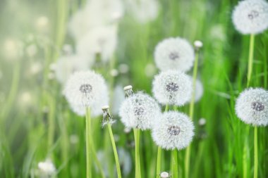 Beyaz kabarık dandelions, doğal yeşil arka plan