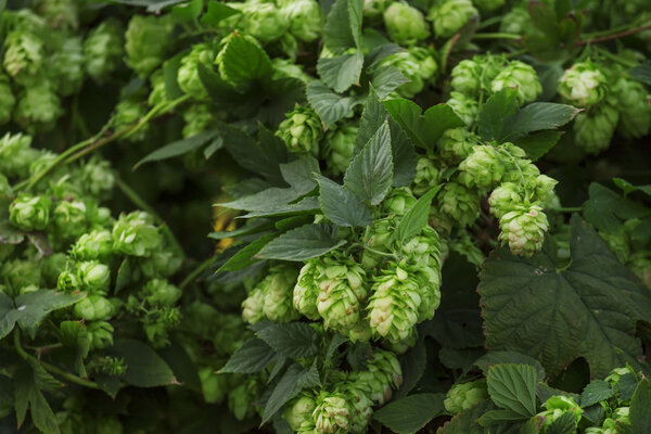 Hop cones on a bush, dark green blur natural background