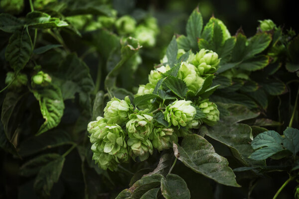 Hop cones on a bush, dark green blur natural background