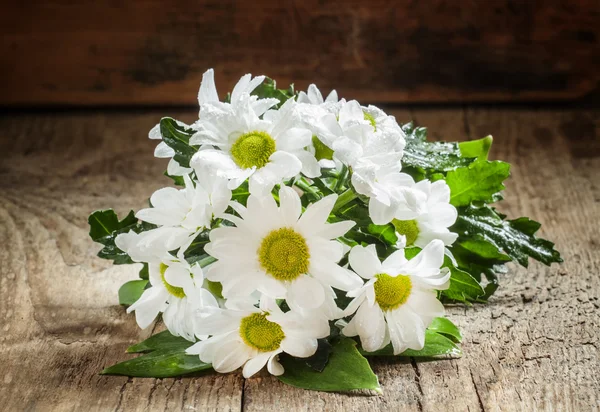 Marguerites blanches de jardin — Photo