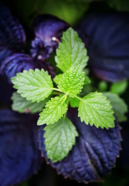 Green and purple leaves — Stock Photo, Image