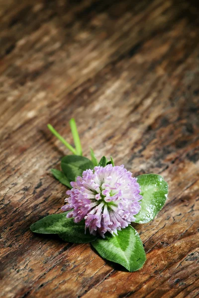 Trèfle violet fleur, trèfle aux pétales — Photo