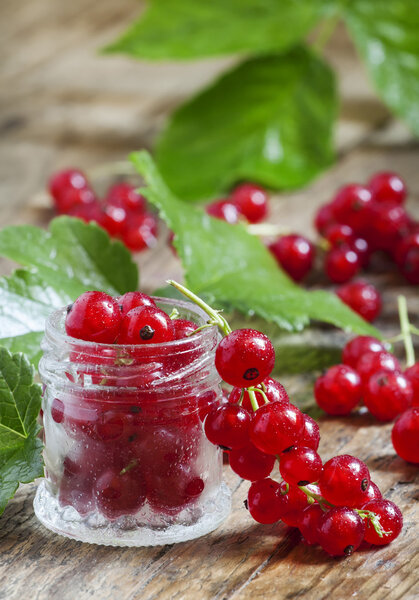 Fresh red currants with drops of water 