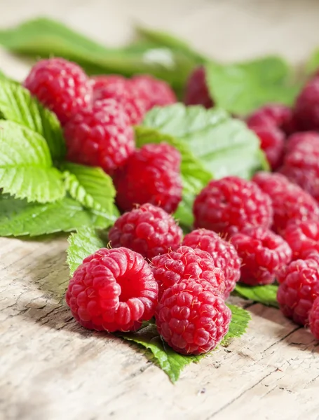 Plucked from the bush fresh garden raspberries — Stock Photo, Image