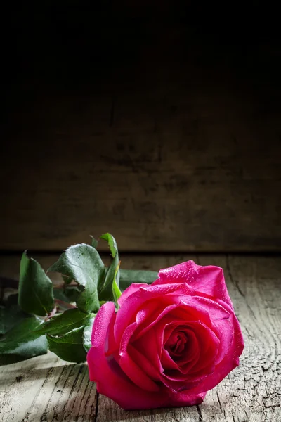 Vintage composition with fresh pink rose — Stock Photo, Image