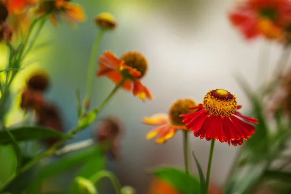 Sfocatura naturale sfondo verde con fiori rosso arancio — Foto Stock