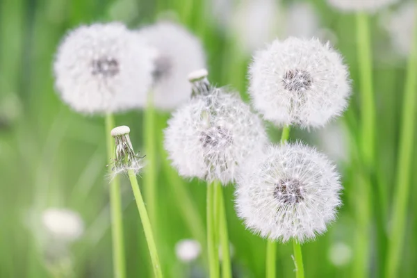 White fluffy dandelions — Stock Photo, Image