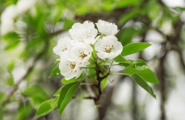 Snow white flowers of pear   