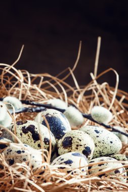 Bıldırcın yumurtası bir yuva saman ve twigs söğüt 