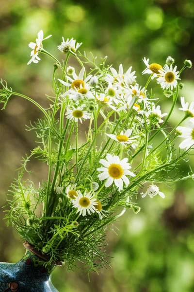 Buchet de margarete sălbatice — Fotografie, imagine de stoc