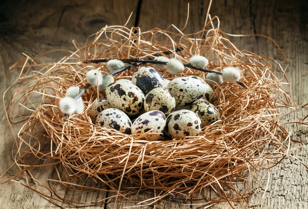 Quail eggs in a nest of straw and twigs of willow — Stock Photo, Image