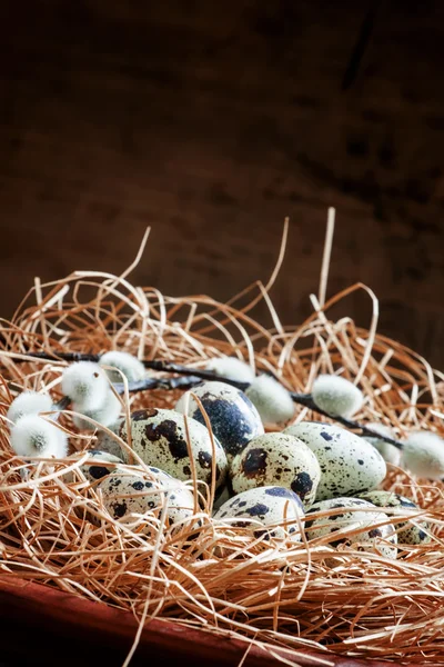Bıldırcın yumurtası bir yuva saman ve twigs söğüt — Stok fotoğraf