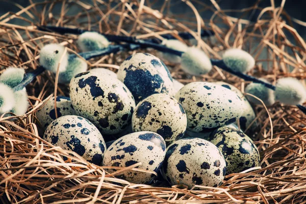 Quail eggs in a nest of straw and twigs of willow — Stock Photo, Image