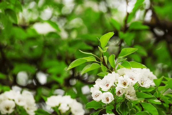 Snow white flowers of pear — Stock fotografie