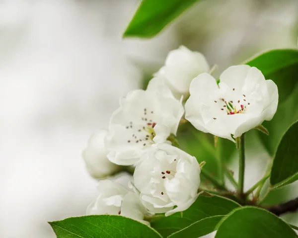 Snow white flowers of pear — Stock Photo, Image