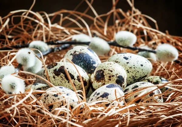 Quail eggs in a nest of straw and twigs of willow — Stock Photo, Image