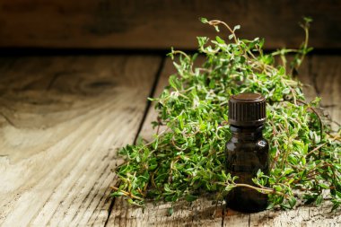 Uçucu Yağ kekik bir şişe ve taze bitki kekik 