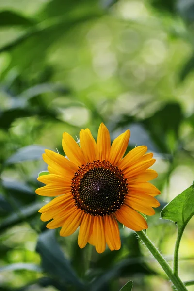 Sommar grön bakgrund med blommande solros — Stockfoto