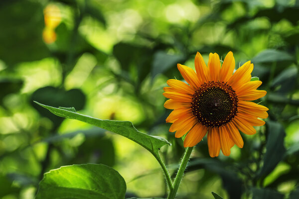 Summer green background with blooming sunflower 
