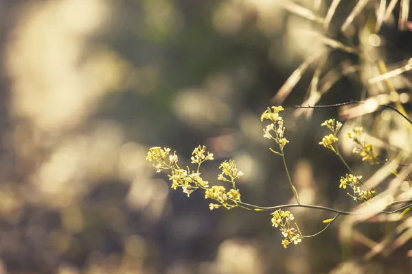 Yaz doğal arka plan, küçük sarı çiçekler — Stok fotoğraf