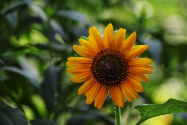 Yaz yeşil renkli çiçek açan ayçiçeği ile