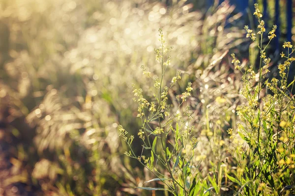 Fondo natural de verano, pequeñas flores amarillas — Foto de Stock