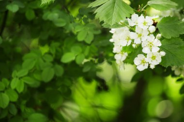 Yaz yeşil doğal arka plan