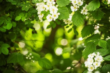 Yaz yeşil doğal arka plan