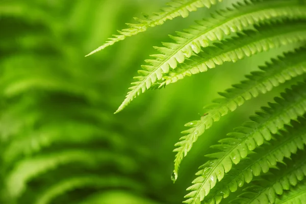 Fern leaves, green natural background — Stock Photo, Image