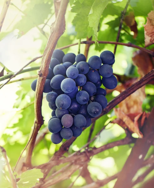 Reifende Trauben auf dem Weinberg, natürlicher sommerlicher Hintergrund — Stockfoto