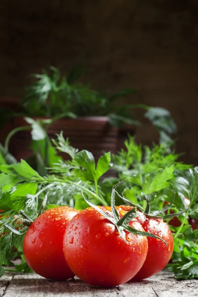 Wet red tomatoes, herbs, close-up shot — Stock Image Wet red tomatoes, herbs, close-up shot Royalty Free Stock Photos
