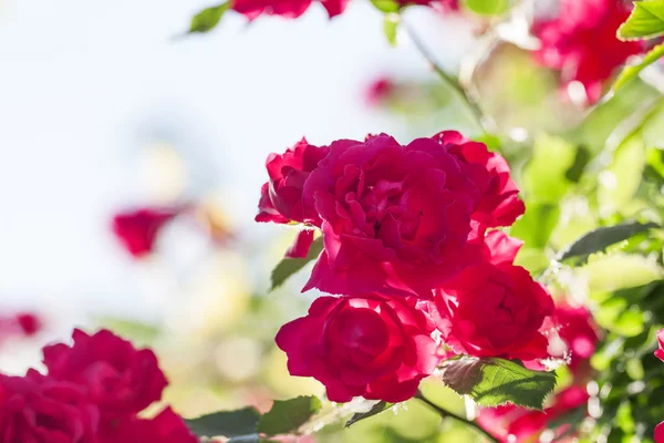 Fond d'été avec rosier fleuri — Photo