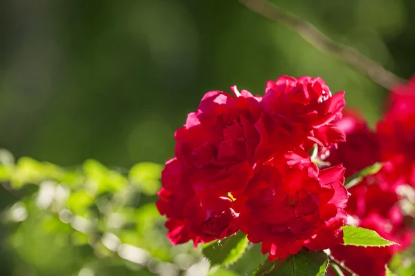 Fond d'été avec rosier fleuri — Photo