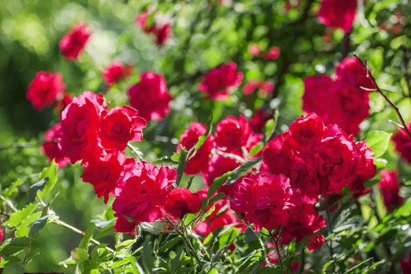 Καλοκαίρι φόντο με ανθισμένα rose Μπους — Φωτογραφία Αρχείου