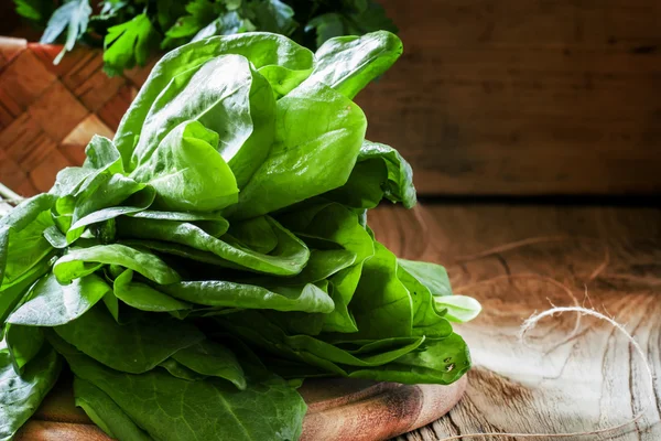 Frischer grüner Sauerampfer — Stockfoto