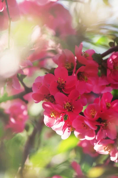 ピンクの花と春のピンクの自然な背景 — ストック写真