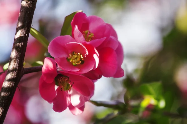 Spring pink natural background with pink flowers — Stock Image Spring pink natural background with pink flowers Stock Image