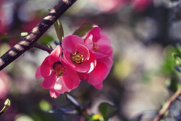 Printemps rose fond naturel avec des fleurs roses — Photo