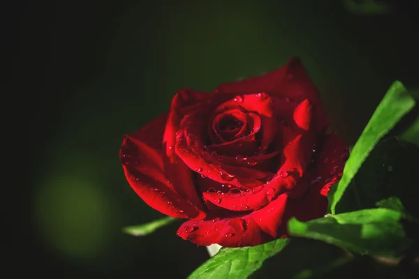 Summer background with beautiful red rose — Stock Photo, Image