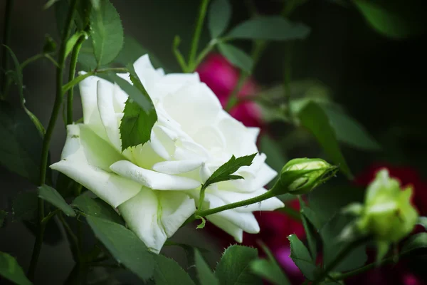 Fundo de verão com bela rosa branca — Fotografia de Stock