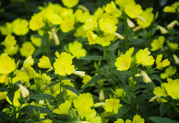 Sarı çiçekli doğal yaz arka plan