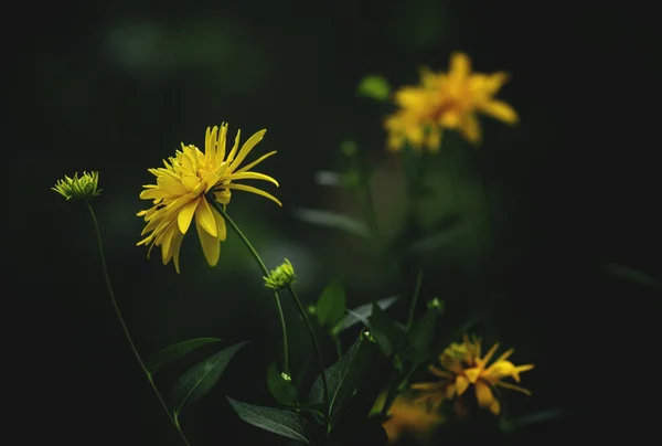 Timófila, flores amarelas — Fotografia de Stock