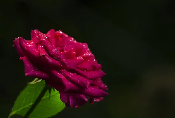 Літній фон з красивою рожевою трояндою — стокове фото