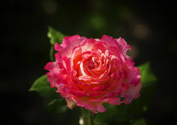 Fond d'été avec belle rose — Photo