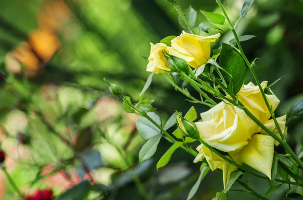 Fundo de verão com bela rosa amarela — Fotografia de Stock