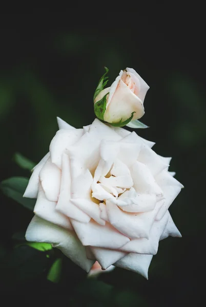 Fundo de verão com bela rosa branca — Fotografia de Stock