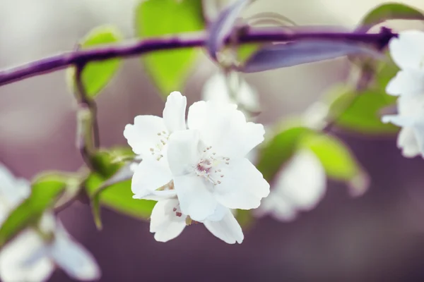 Blooming white jasmine — Stock Photo, Image