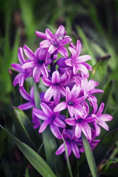 Blooming purple hyacinth, toned image — Stock Photo, Image