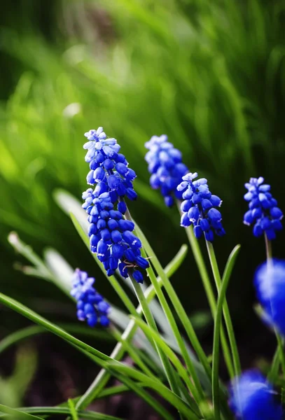 Blue flowers in green grass — Stock Photo, Image